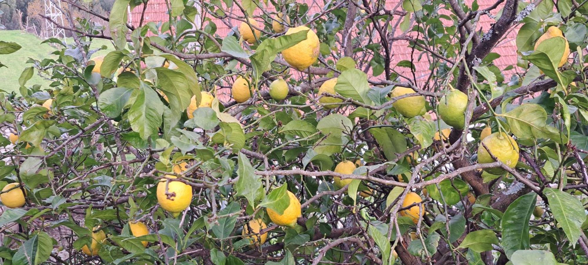 Refugio Dos Cartolas São Mamede de Infesta Εξωτερικό φωτογραφία
